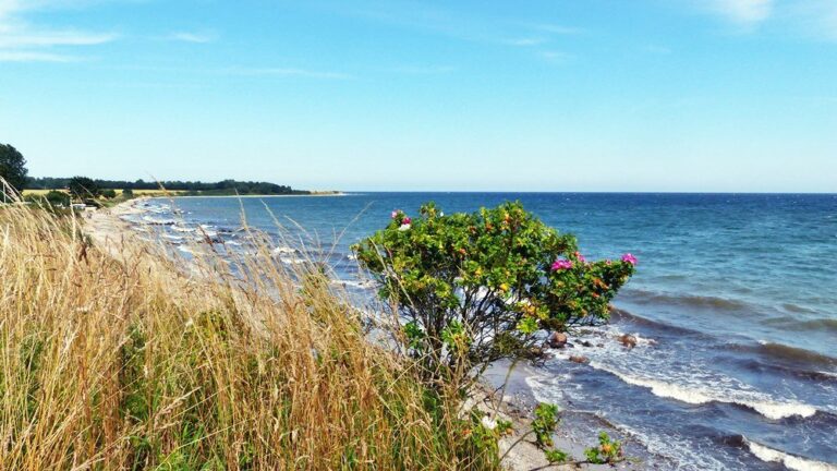 1024x768 1692195311 camping hoeckholz galerie ostsee 013 768x432