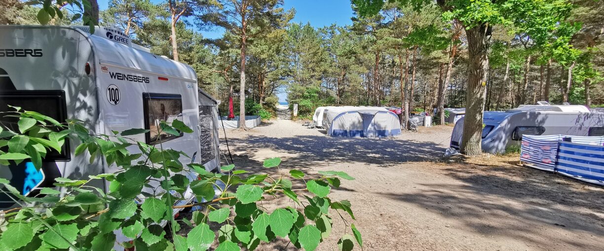 1920 800 dc kiefernwald3 1224x510