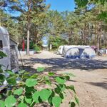 1920 800 dc kiefernwald3 150x150