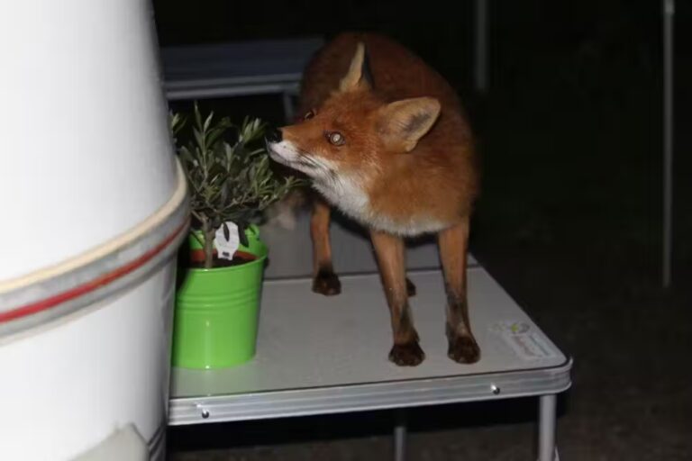 54d4872d e073 4f46 8285 1b62292c0fbc 768x512