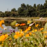 Camping De Kleine Wolf Blick auf den Teich auf dem Campingplatz mit Blumenwiese im Vordergrund 3b4e758e 4d78 4370 a802 53f0142d5bfd 150x150
