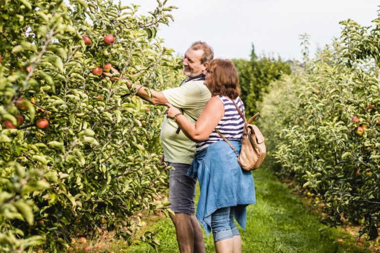 Camping Wirthshof Campinggaeste beim pfel pfluecken c81f071a a1bc 4277 a893 4c22564365fb 768x512