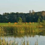 Campingpark Kerstgenshof Blick auf Kuehe auf einer Weide 150x150