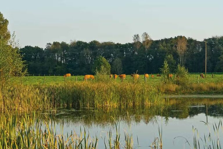Campingpark Kerstgenshof Blick auf Kuehe auf einer Weide 768x512
