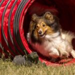 Campingpark LuxOase Agility Platz fuer Hunde auf dem Campingplatz dc53a078 74e5 4aab a68c 468c7c35ac73 150x150