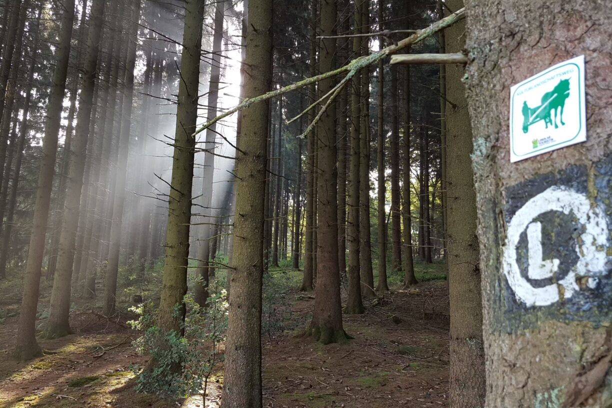 Campingpark im Bergischen Land Wanderwege im Wald in der Umgebung des Campingplatzes dd567d58 5f25 467f 8df4 f9a535df3a30 1224x816