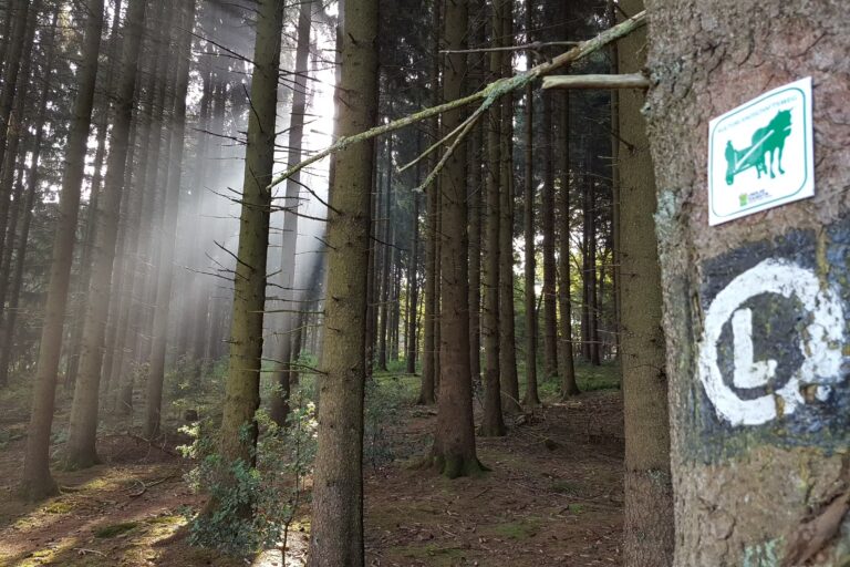 Campingpark im Bergischen Land Wanderwege im Wald in der Umgebung des Campingplatzes dd567d58 5f25 467f 8df4 f9a535df3a30 768x512