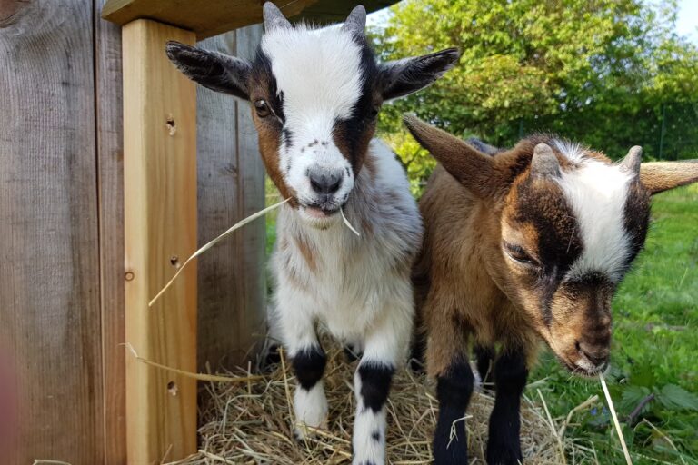 Campingpark im Bergischen Land Ziegen auf dem Campingplatz 19315051 9b92 4412 813f e5dba8cf2f59 768x512