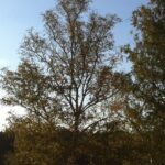 Campingplatz Am Tonsee Badestrand und Blick auf den Tonsee an dem der Campingplatz liegt 150x150