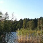 Campingplatz Am Tonsee Schilf am See an dem der Campingplatz liegt 150x150