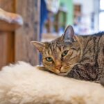 Campingplatz Das Kreuzeck Camping am Kreuzeck Katze auf dem Campingplatz faef3fb1 d64a 49e0 bc14 2b96ce2b151b 150x150