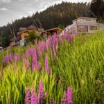 Family Resort Kleinenzhof Zeltplaetze und Wiese mit Blumen 150x150