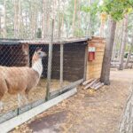 Ferienpark Ploetzky Streichelzoo 150x150