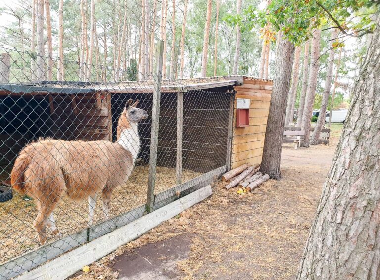 Ferienpark Ploetzky Streichelzoo 768x566