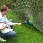 Kurcamping Harz Blauer Pfau im Tiergarten auf dem Campingplatz 150x150