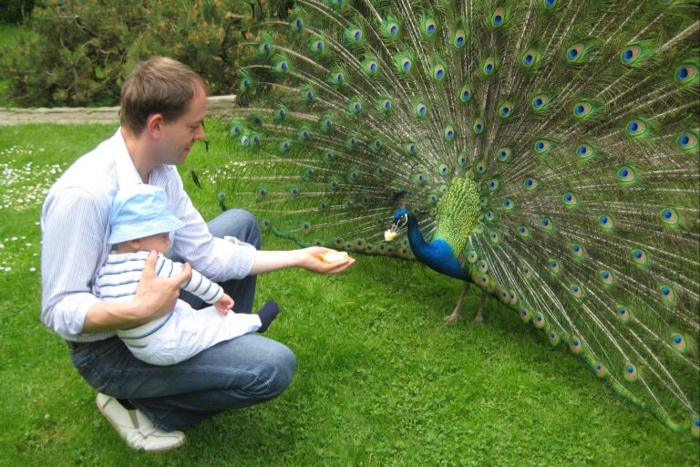 Kurcamping Harz Blauer Pfau im Tiergarten auf dem Campingplatz 768x512