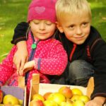 Kurcamping Harz Ernte im Obstgarten auf dem Campingplatz 150x150