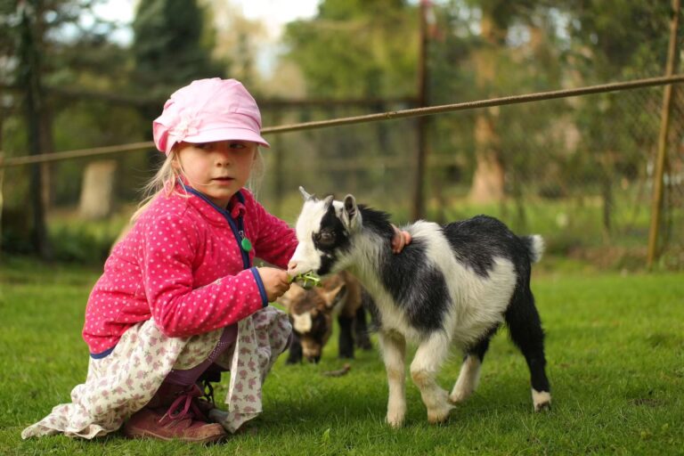 Kurcamping Harz Kinderaktivitaeten im Tiergarten auf dem Campingplatz 768x512