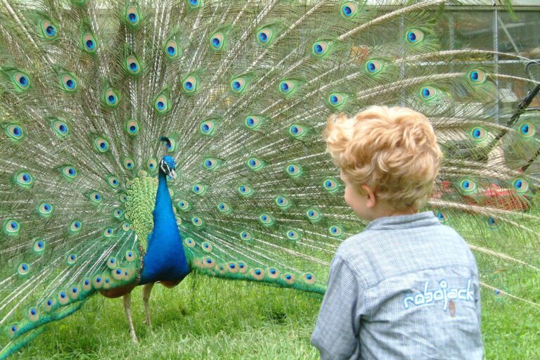 Kurcamping Harz Pfauen im Tiergarten auf dem Campingplatz 768x512
