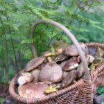 Kurcamping Harz Pilze Sammeln in der Umgebung vom Campingplatz 150x150