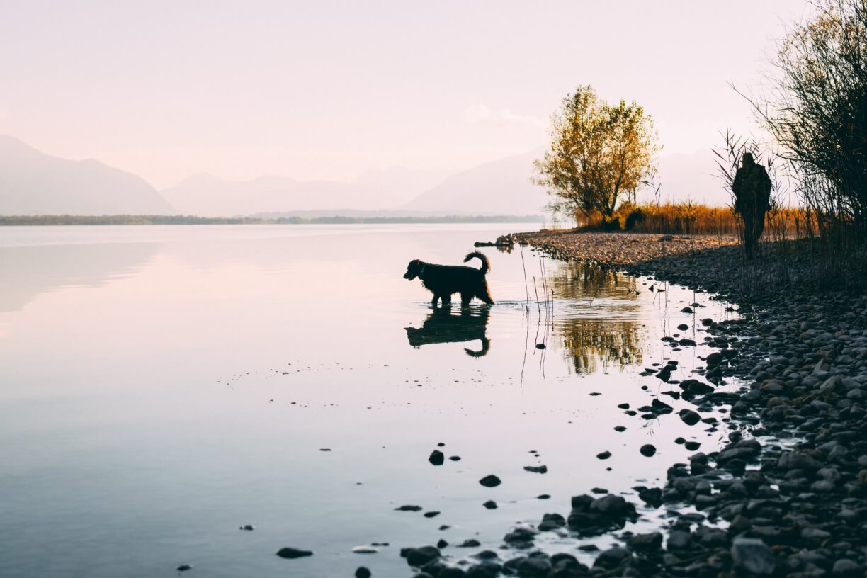 Strandcamping Waging Hund am Strand des Campingplatzes 528edbb0 0f07 41ab 94d5 6dbd8ac72858 1224x816
