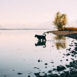 Strandcamping Waging Hund am Strand des Campingplatzes 528edbb0 0f07 41ab 94d5 6dbd8ac72858 150x150