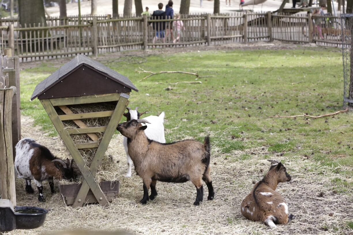 Camping De Paal Streichelzoo mit Ziegen 8ae0892a e5d6 4763 b11f 7c67e60f4d29 1224x816