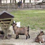 Camping De Paal Streichelzoo mit Ziegen 8ae0892a e5d6 4763 b11f 7c67e60f4d29 150x150