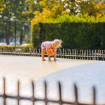 Vakantiepark Leukermeer Huepfburg fuer Kinder edaff6e5 fc17 4bfe 8c61 7d5cc6ec35bd 150x150