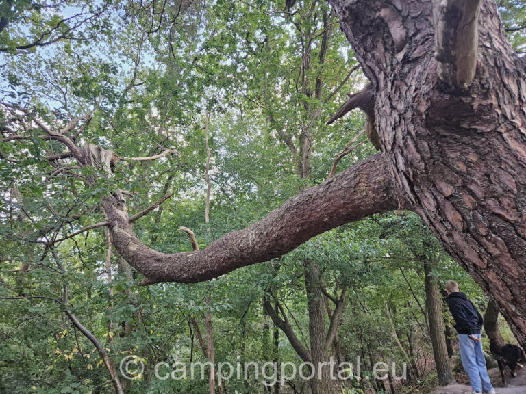 012975c1 589c 4137 9554 ccf12b811124 768x576