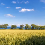 Camping Ostsee Blick vom Campingplatz auf die Ostsee 150x150