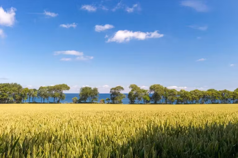 Camping Ostsee Blick vom Campingplatz auf die Ostsee 768x512