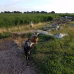 Campingplatz Flueggerteich die Ziegen des Campingplatzes auf Fehmarn 150x150