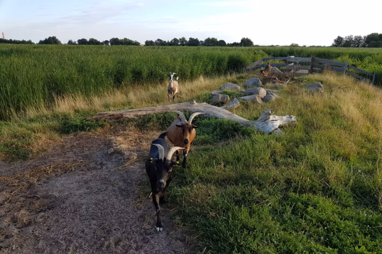 Campingplatz Flueggerteich die Ziegen des Campingplatzes auf Fehmarn 768x512