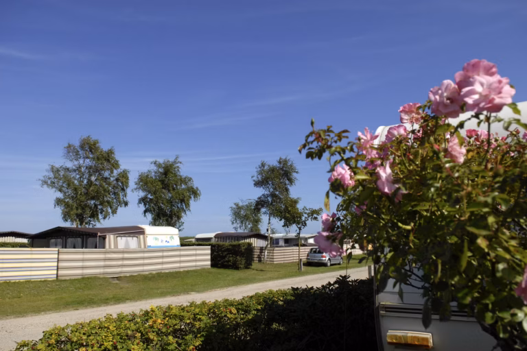 Campingplatz Heidkoppel Wohnwagen und Zeltstellplatz vom Campingplatz auf gruener Wiese zwischen Baeumen 768x512