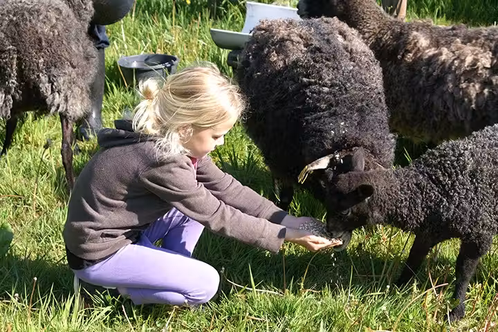 Gammelmark Strand Camping Bauernhof auf dem Campingplatz