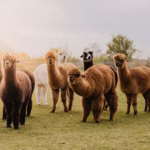 Strandcamping Kleine Farm auf dem Campingplatz c78855d3 e3e7 4e47 99c0 c5e4a581e126 150x150