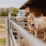 Strandcamping Ponyhof auf dem Campingplatz e830b7a3 27d7 4f19 bfae 36d21540bfbc 150x150