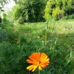 Aire Naturelle De Camping Les Cerisiers - Bild 13 Aire Naturelle De Camping Les Cerisiers - Bild 13