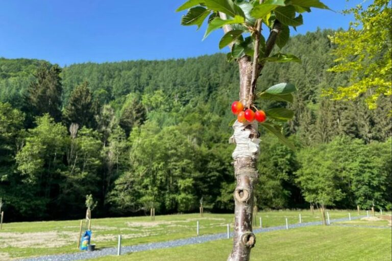 Ardenne Camping Mâboge - Bild 10