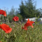 Blokhus Natur Camping - Bild 7