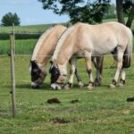 Boeslunde Camping - Bild 2