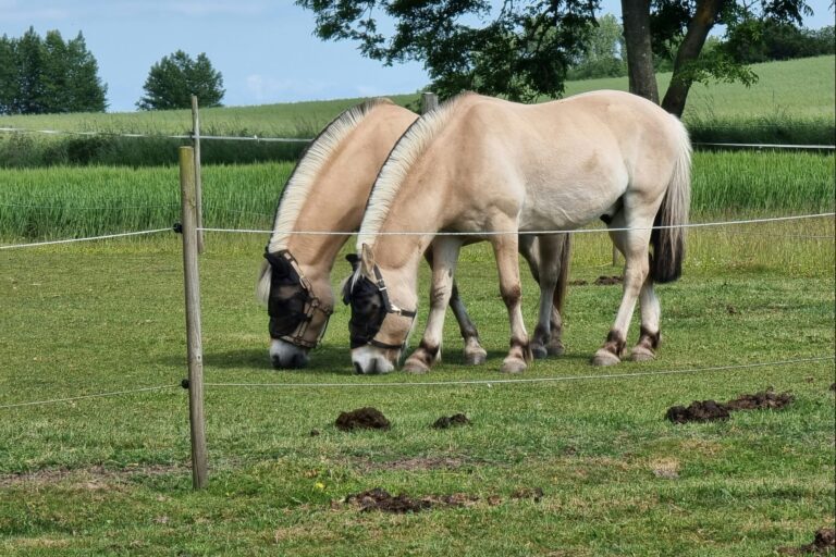 Boeslunde Camping - Bild 2