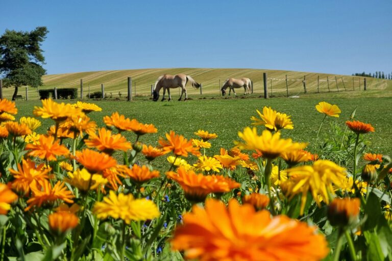 Boeslunde Camping - Bild 8