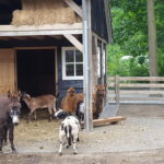 Boscamping Appelscha - Bild 10