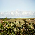 Bovbjerg Camping - Bild 12