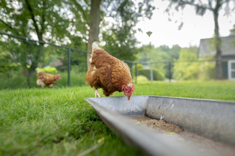 Bungalowpark Het Bosmeer - Bild 8