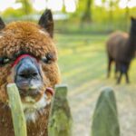 Buytenplaets Suydersee - Bild 14 Buytenplaets Suydersee - Bild 14