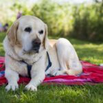 Caldonazzo Family Collection - Bild 7