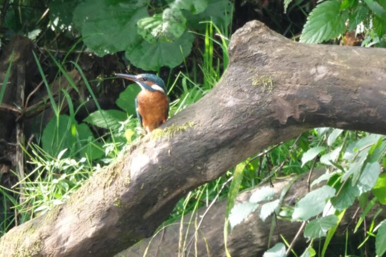 Camp Kyllburg - Bild 4